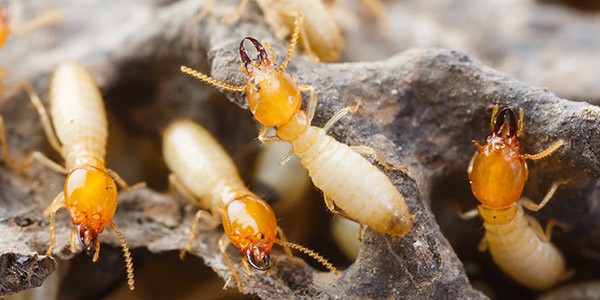 invertebrate_termites_600x300