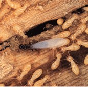 termite-pic