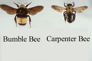 carpenter-bee-bumble-bee