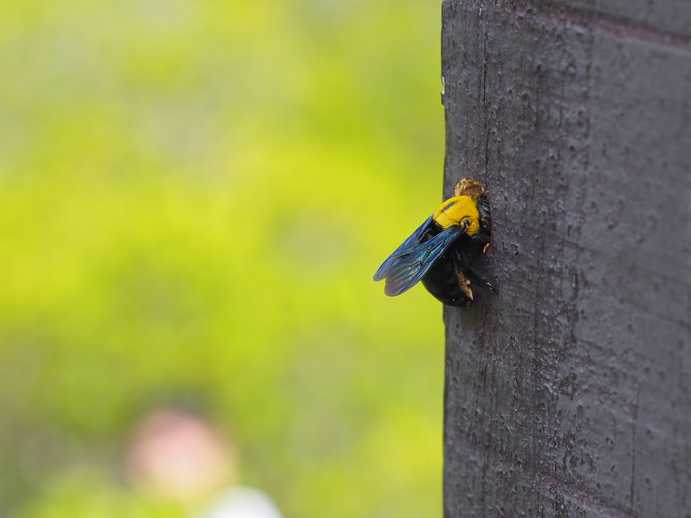 carpenter bee making hole