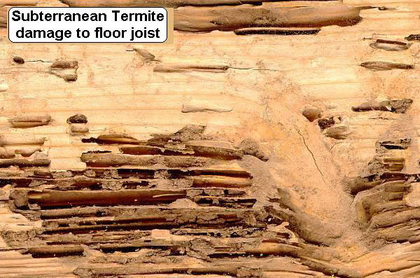 termite damage in wood