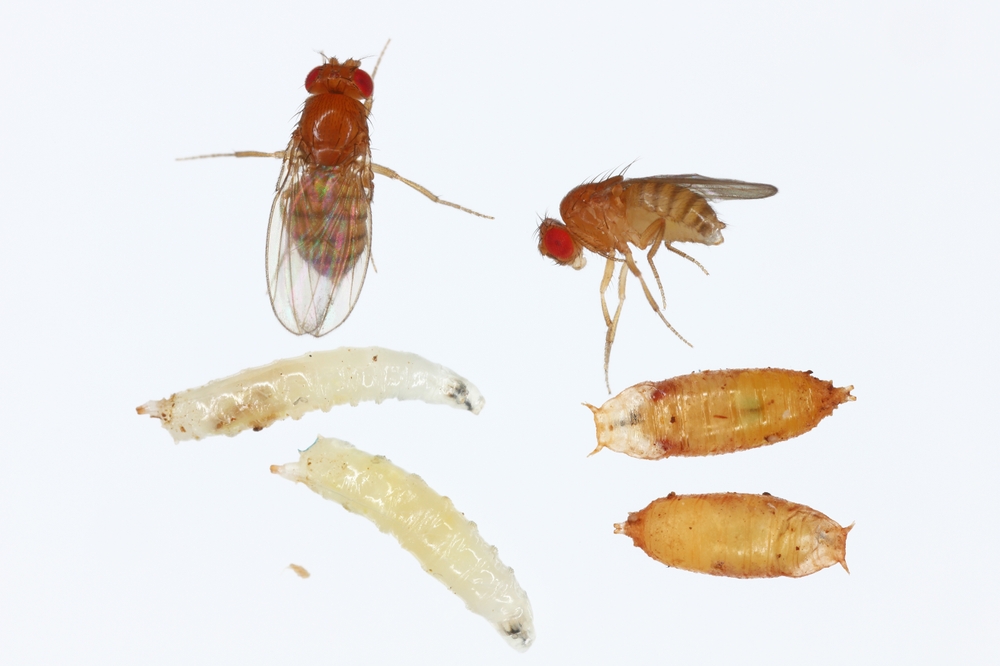 fruit fly stages