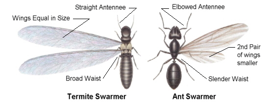 termite vs ant pic